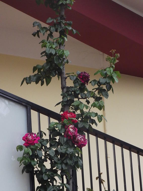 Hotel Renato Sesto San Giovanni Buitenkant foto